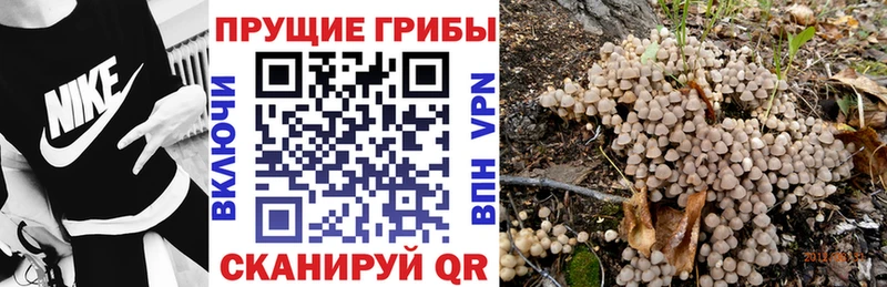 Галлюциногенные грибы Cubensis  Буйнакск 
